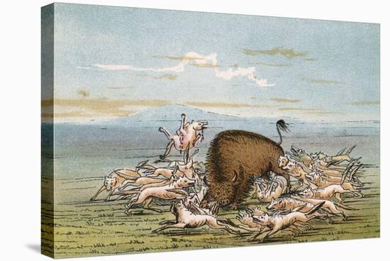 Buffalo and Coyotes-George Catlin-Stretched Canvas