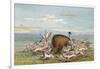 Buffalo and Coyotes-George Catlin-Framed Art Print