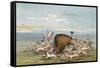 Buffalo and Coyotes-George Catlin-Framed Stretched Canvas