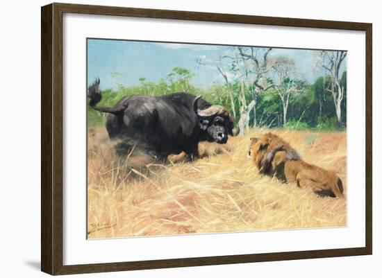 Buffalo and Lion before the Fight-Wilhelm Kuhnert-Framed Giclee Print