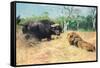 Buffalo and Lion before the Fight-Wilhelm Kuhnert-Framed Stretched Canvas