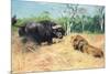 Buffalo and Lion before the Fight-Wilhelm Kuhnert-Mounted Giclee Print