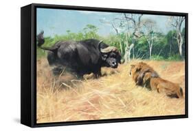 Buffalo and Lion before the Fight-Wilhelm Kuhnert-Framed Stretched Canvas