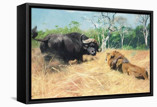 Buffalo and Lion before the Fight-Wilhelm Kuhnert-Framed Stretched Canvas