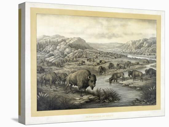 Buffalo at Rest-Louis Kurz-Stretched Canvas