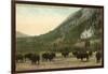 Buffalo, Banff, Alberta-null-Framed Art Print