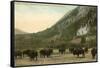 Buffalo, Banff, Alberta-null-Framed Stretched Canvas