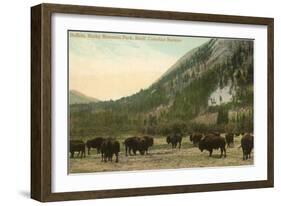 Buffalo, Banff, Alberta-null-Framed Art Print
