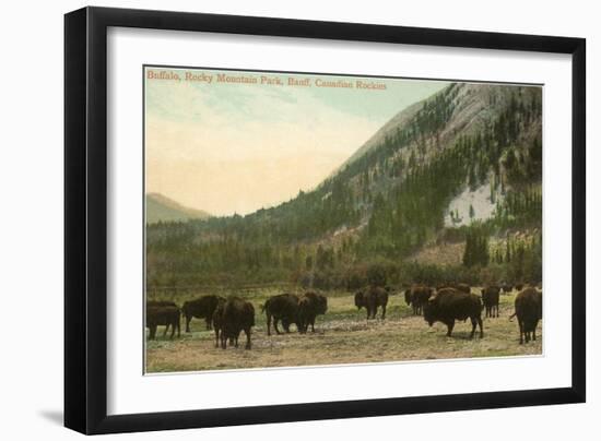 Buffalo, Banff, Alberta-null-Framed Art Print