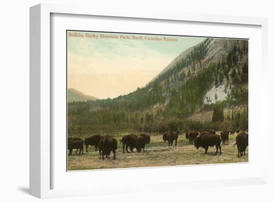 Buffalo, Banff, Alberta-null-Framed Art Print