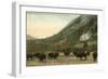 Buffalo, Banff, Alberta-null-Framed Art Print