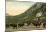 Buffalo, Banff, Alberta-null-Mounted Art Print