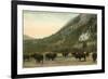 Buffalo, Banff, Alberta-null-Framed Premium Giclee Print