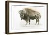 Buffalo Bill-James Wiens-Framed Art Print