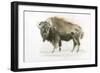 Buffalo Bill-James Wiens-Framed Art Print