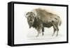 Buffalo Bill-James Wiens-Framed Stretched Canvas