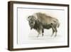 Buffalo Bill-James Wiens-Framed Art Print