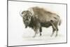 Buffalo Bill-James Wiens-Mounted Art Print