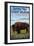 Buffalo Bills Lookout Mountain, Colorado - Bison Scene-Lantern Press-Framed Art Print
