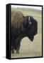 Buffalo, Buffalo Gap, Great Plains, South Dakota-Natalie Tepper-Framed Stretched Canvas