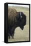 Buffalo, Buffalo Gap, Great Plains, South Dakota-Natalie Tepper-Framed Stretched Canvas