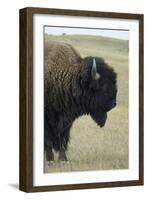 Buffalo, Buffalo Gap, Great Plains, South Dakota-Natalie Tepper-Framed Photo