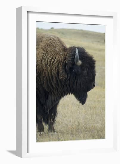 Buffalo, Buffalo Gap, Great Plains, South Dakota-Natalie Tepper-Framed Photo