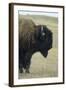 Buffalo, Buffalo Gap, Great Plains, South Dakota-Natalie Tepper-Framed Photo