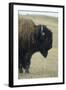 Buffalo, Buffalo Gap, Great Plains, South Dakota-Natalie Tepper-Framed Photo