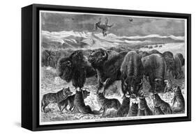 Buffalo Bulls Guarding Herd-null-Framed Stretched Canvas