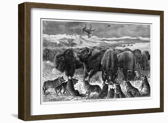 Buffalo Bulls Guarding Herd-null-Framed Giclee Print