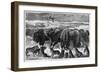 Buffalo Bulls Guarding Herd-null-Framed Giclee Print