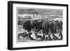 Buffalo Bulls Guarding Herd-null-Framed Giclee Print