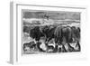 Buffalo Bulls Guarding Herd-null-Framed Giclee Print