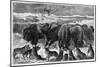 Buffalo Bulls Guarding Herd-null-Mounted Giclee Print