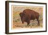 Buffalo, Custer State Park-null-Framed Art Print