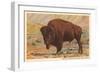 Buffalo, Custer State Park-null-Framed Art Print