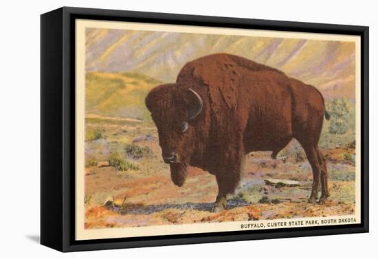 Buffalo, Custer State Park-null-Framed Stretched Canvas