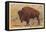 Buffalo, Custer State Park-null-Framed Stretched Canvas