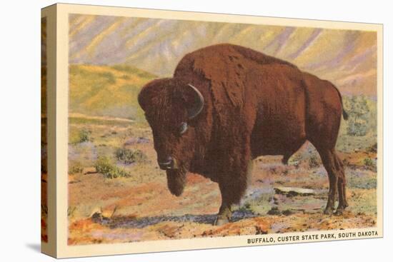 Buffalo, Custer State Park-null-Stretched Canvas