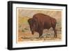 Buffalo, Custer State Park-null-Framed Premium Giclee Print