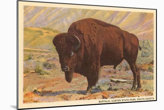 Buffalo, Custer State Park-null-Mounted Premium Giclee Print