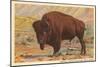 Buffalo, Custer State Park-null-Mounted Premium Giclee Print