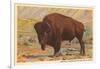 Buffalo, Custer State Park-null-Framed Art Print