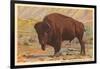 Buffalo, Custer State Park-null-Framed Art Print