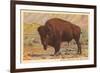 Buffalo, Custer State Park-null-Framed Art Print