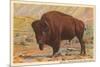 Buffalo, Custer State Park-null-Mounted Art Print