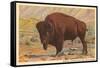 Buffalo, Custer State Park-null-Framed Stretched Canvas