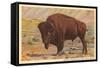 Buffalo, Custer State Park-null-Framed Stretched Canvas
