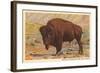 Buffalo, Custer State Park-null-Framed Art Print